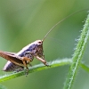 Pholidoptera